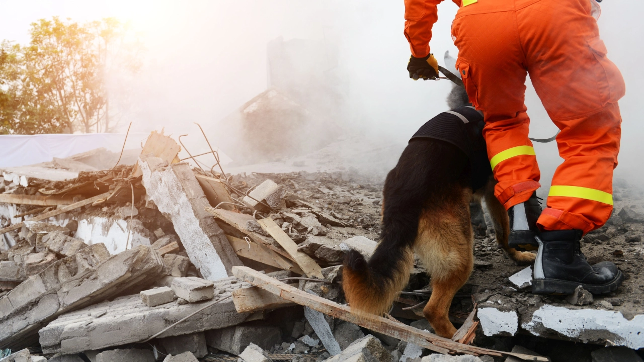 Spürhund sucht in Trümmern nach Überlebenden